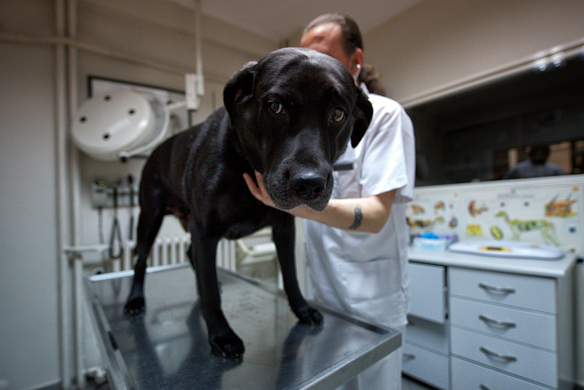 #84 —Moda - 
A veterinary clinic.
A labrador retriever is having a routine check.