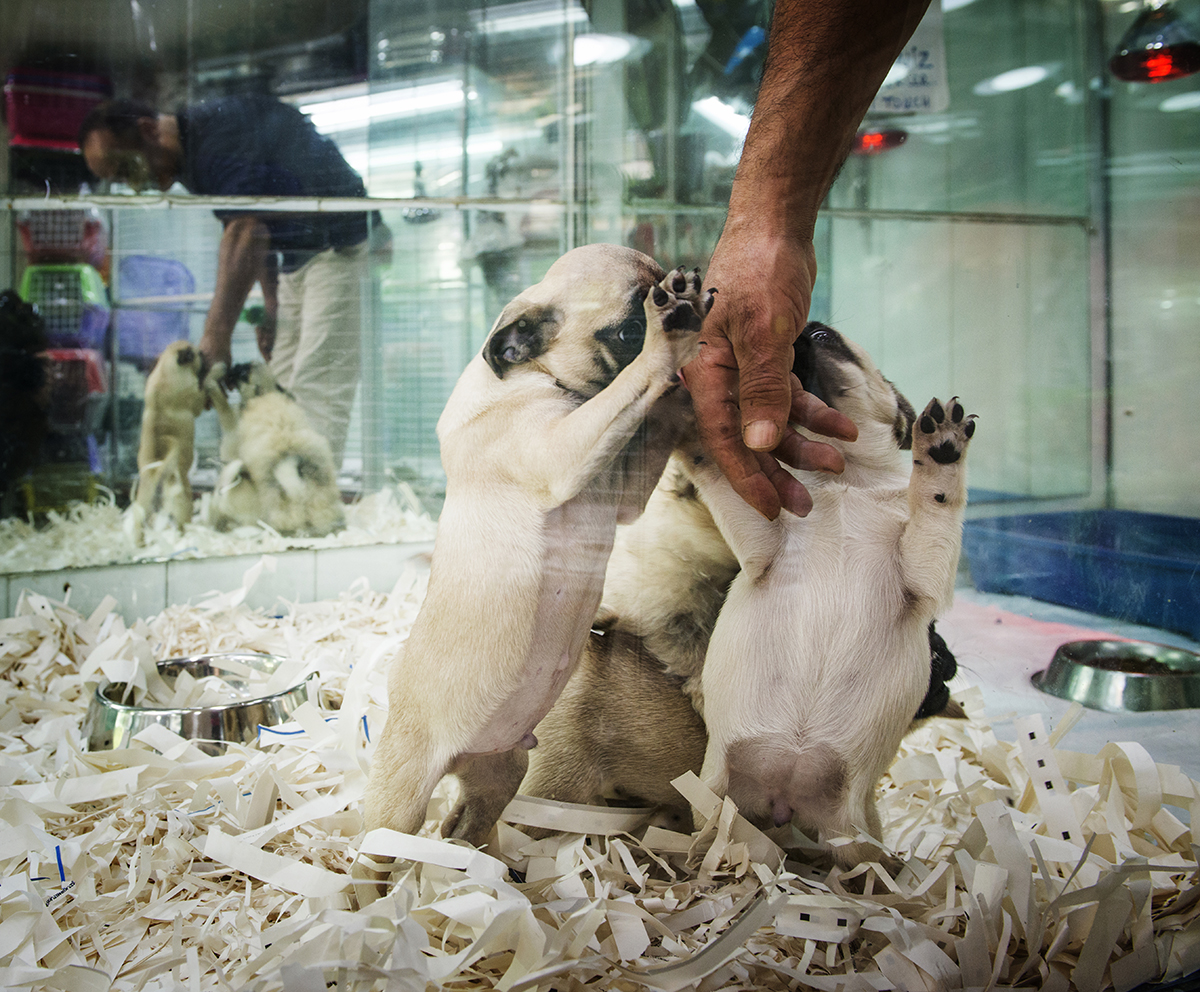 #322 —Eminönü - 
Eminönü Hayvan Pazarı'nda satılık yavru köpekler.