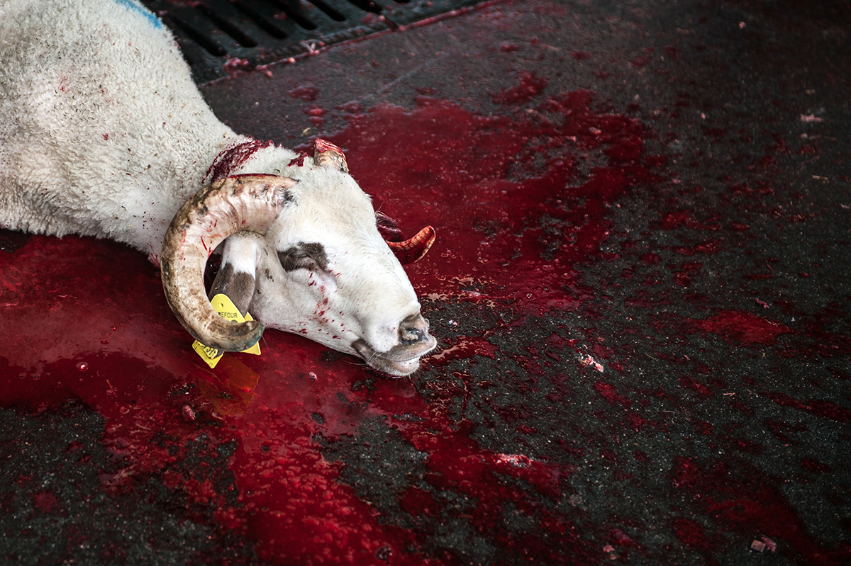 #256 —Maltepe -
Sacrifice Festival.
Slaughtering the sheep.
